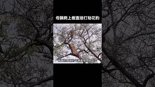 母獅爬上樹直接打劫花豹