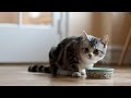 What Temperature Should I Serve My Cat's Wet Food? What Temperature Should I Serve My Cat's Wet Food?
