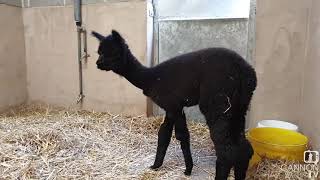 Helen the Alpaca - Cannon Hall Farm