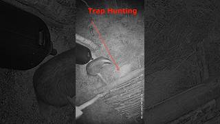 Badger Hunting With Traps 🥶 / Trap Hunting #Badger #badgerhunting #traphunting #hunting #trapping