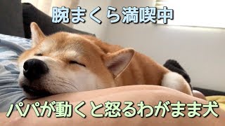 腕まくらを休憩したいパパvsやめると怒る柴犬こてつ君！