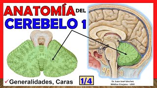 🥇 Anatomy of the CEREBELLUM 1/4. (Generalities, Faces) Simple Explanation!