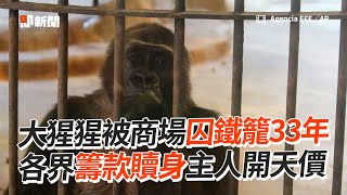 大猩猩被商場囚鐵籠33年　各界籌款想幫贖身...主人開天價｜野生動物｜動物保護｜泰國