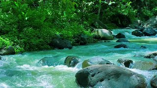 Beautifull Forest River Relaxing water sound 24/7. Nature sounds white noise for sleeping