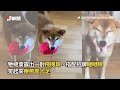 柴犬公園挖出「大石頭」　堅持帶回家守整夜｜狗｜寵物｜毛小孩