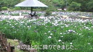 鶴舞公園の花しょうぶ（2007年）