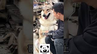 养一只“爹宝狗”狼犬是一种什么体验？#dog #wolfdogs #animals #pets #cute #funny #狗狗