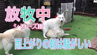 大型犬多頭飼い…小さな群でも厳しい上下関係があるよ【ホワイトスイスシェパード/チワワ】