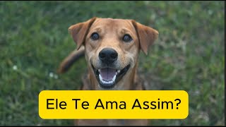 5 Sinais de Que Você É Tudo Para Seu Cachorro! 🐾 Prepare o Lencinho!