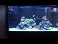 90 gallon marineland reef tank