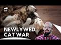 Jackson Galaxy Faces These PERFECT Cats From Hell | My Cat From Hell S5 E12,13,15 | Animal Planet