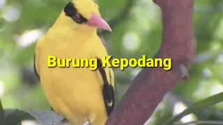 KICAU BURUNG KEPODANG EMAS GACOR UNTUK MASTERAN DAN PANCINGAN