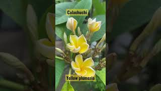 Yellow plumeria or locally - called calachuchi