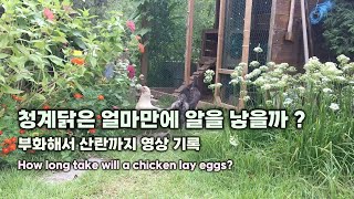 청계닭은 얼마만에 알을 낳을까 ? 부화해서 산란까지 영상 기록  How long take will a chicken lay eggs?