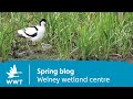 Spring blog | Welney wetland centre | WWT