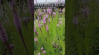 Liatris pycnostachya  flowers ~ Summary of breeding methods