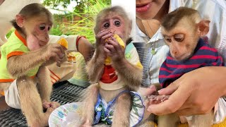 Monkey’s mealtime brings so much joy! 🍽️🐒 #FoodFun #MonkeyLife...009 | #shorts #moneky #cute #eating