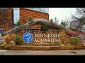 Tennessee Aquarium walk through/ Freshwater side