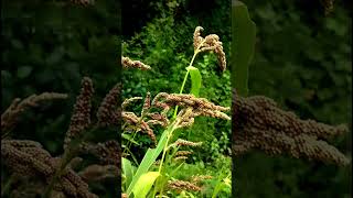 Echinochloa esculenta Grains species of grass in the family PoaceaeJapanese barnyard millet #nature