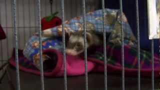 Ferrets 101
