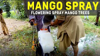 Mango Flowering Spray - Fertilizing spray mango trees