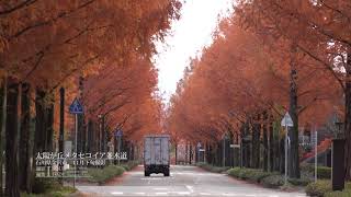 [石川]太陽が丘メタセコイア並木道の秋[UHD4K顔声曲無] - Metasequoia in the Taiyogaoka (Kanazawa,Ishikawa)