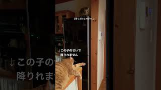 降りれない猫#猫#shorts #猫ミーム #降りれない猫