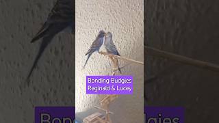 The Surprising, Hidden World of Budgies #birds #ytshorts #budgieshorts