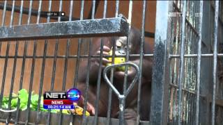 18 Orangutan Dalam Karantina di Bogor - NET24