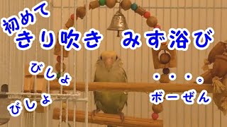 【インコ】コザクラインコの\