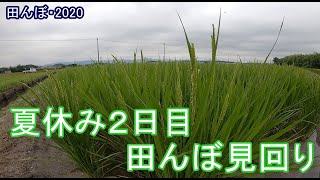 夏休み2日目の田んぼ見回り　田んぼ・2020 20200724