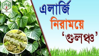 এলার্জি  নিরাময়ে গুলঞ্চের ব্যবহার- Use of GULONCHA to cure Allergy.