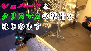 【ツリー】シェパード犬とクリスマスの準備をはじめます【German Shepherd】 Let's Get Ready for Christmas with My Dog