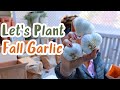 Grow your Fall GARLIC Like a Pro || Irie Gardens