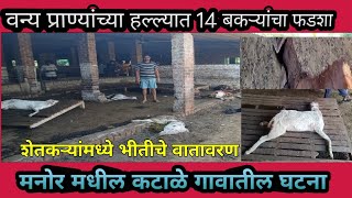 मनोर || वनप्राण्यांच्या हल्ल्यात 14 बकऱ्यांचा फडशा | शेतकऱ्यांमध्ये भीतीचे वातावरण