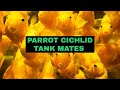 PARROT CICHLID TANK MATES