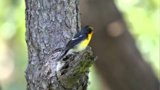 Narcissus Flycatcher FullHD JH1RNZ