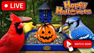 🎃 Live Bird Feeder Cam | Nashville Bird Cam - Watch Now! (Halloween)