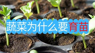 为什么要进行蔬菜育苗?育苗有哪些好处?育苗常用工具介绍。