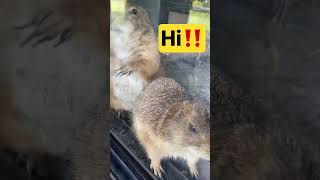 【prairie dog】プレーリードッグさん！こんにちは！【プレーリードッグ】