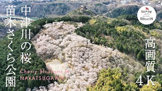 中津川の桜【苗木さくら公園】short version