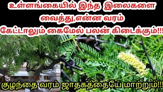 kulanthai varam| உள்ளங்கையில் இந்த இலை கைமேல் பலன்| vayalnandu