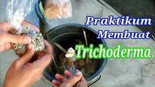 Praktek sederhana membuat trichoderma