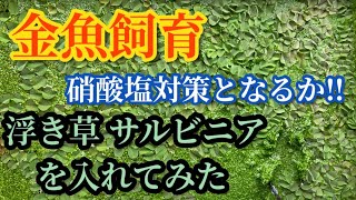 【金魚飼育】硝酸塩改善対策なる⁉︎サルビニア大量投入