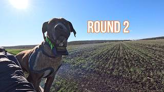 Pig Chasing in SOUTH EAST Queensland! ROUND 2