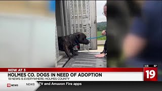 Urgent need for adopters, fosters as Holmes County dog kennels overflow