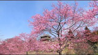 桜の花が咲き始めた上田城跡公園2021・4K