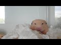 可愛い◇キンクマハムスター キャベツに夢中〈サンタvol.19〉＊cute hamster 可爱的仓鼠