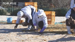 県北地域の冬の名物 凍みこんにゃく作り 最盛期