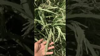 Bigger rice grains and panicle